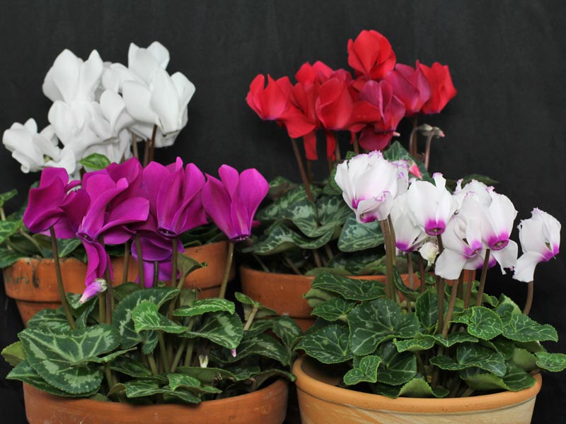 Cyclamen (Cyclamen persicum) - The best Winter Blooms in Melbourne