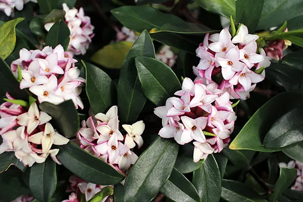 Daphne (Daphne odora) - The best Winter Blooms in Melbourne