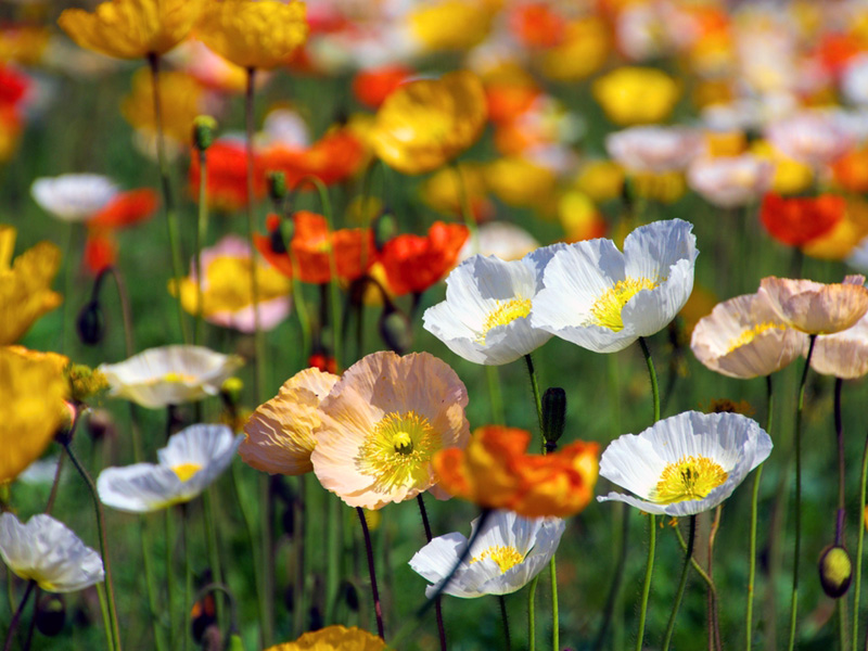 Iceland Poppy (Papaver nudicaule) - The best Winter Blooms in Melbourne