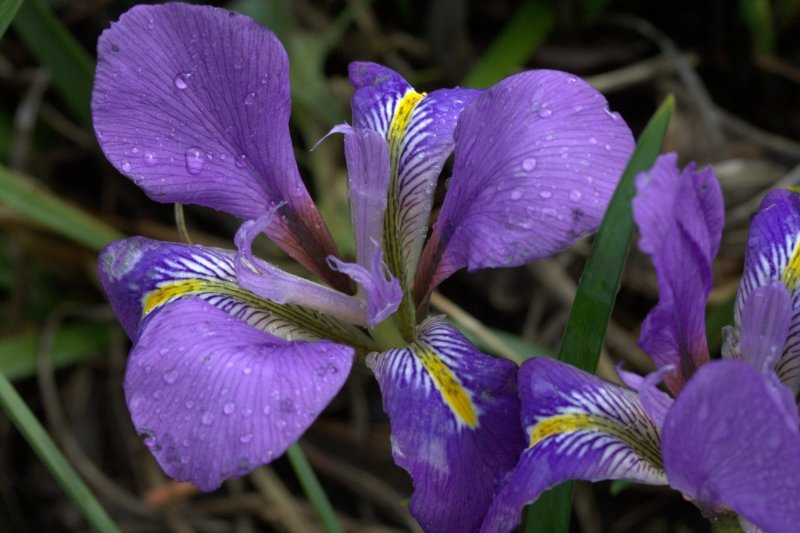 Winter Iris - The best Winter Blooms in Melbourne