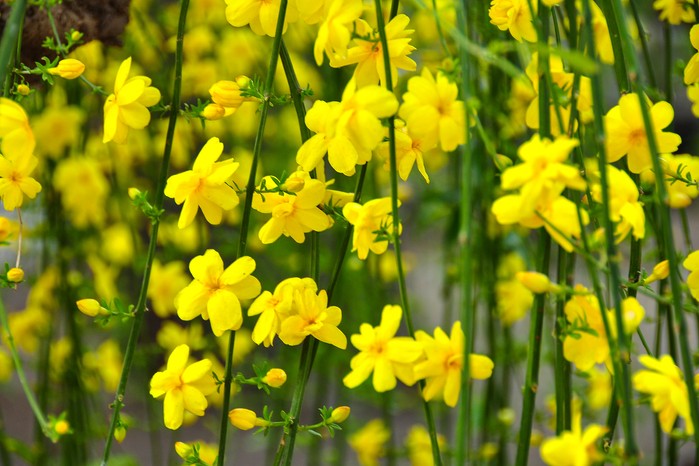 Winter-Jasmine - The best Winter Blooms in Melbourne