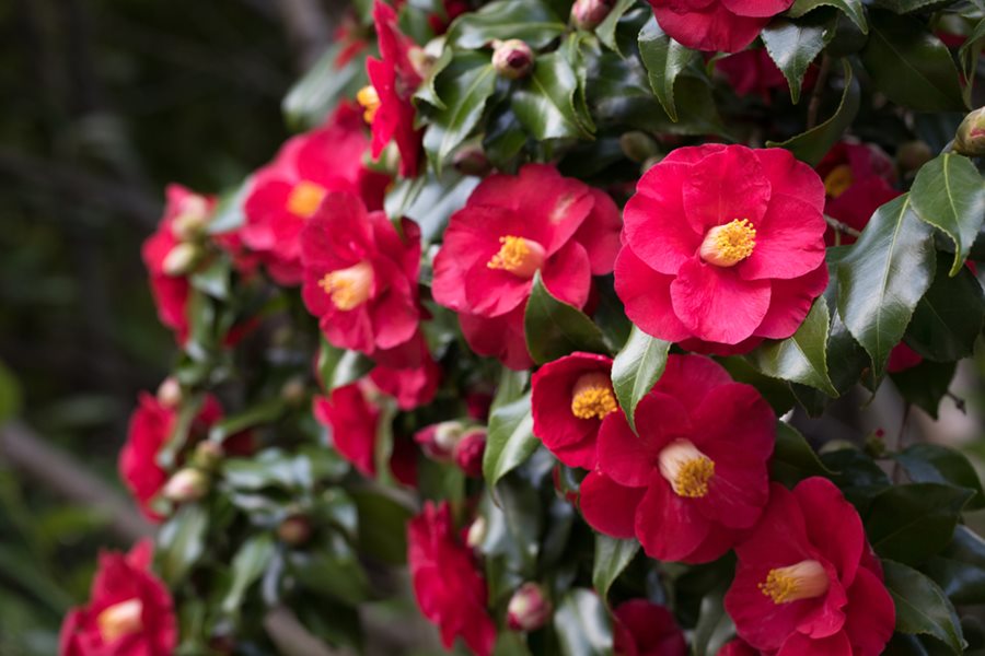 Camellias (Camellia japonica) - The best Winter Blooms in Melbourne