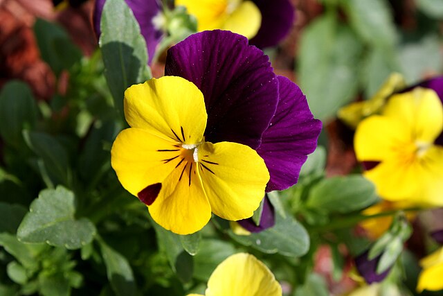 Pansies (Viola tricolor var. hortensis) - The best Winter Blooms in Melbourne