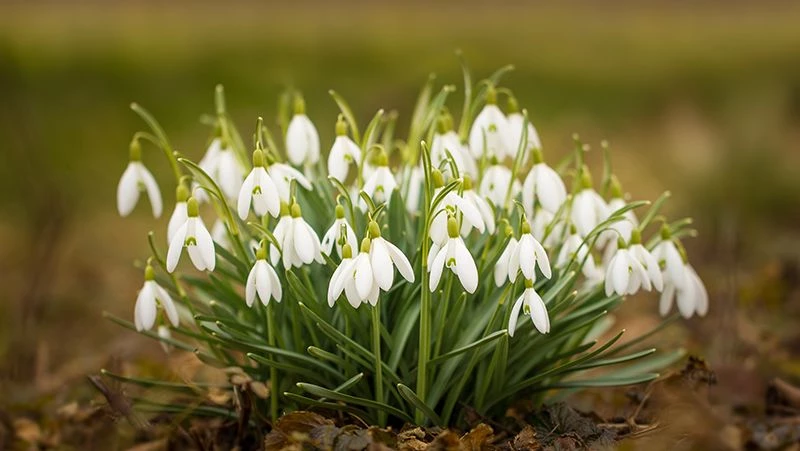 Snowdrops (Galanthus) - The best Winter Blooms in Melbourne